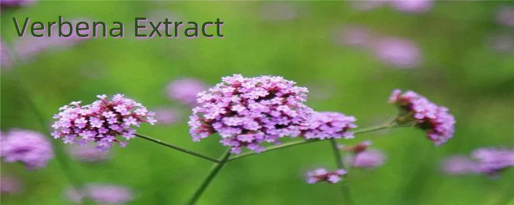 Verbena Extract.png